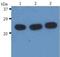 HRas Proto-Oncogene, GTPase antibody, MA1-19726, Invitrogen Antibodies, Western Blot image 