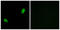 Probable G-protein coupled receptor 34 antibody, LS-B7261, Lifespan Biosciences, Immunofluorescence image 