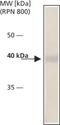 Cytohesin 2 antibody, NB120-12421, Novus Biologicals, Western Blot image 