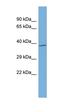 Interferon Regulatory Factor 5 antibody, orb329911, Biorbyt, Western Blot image 