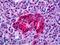 Neurotensin Receptor 1 antibody, LS-B5255, Lifespan Biosciences, Immunohistochemistry frozen image 