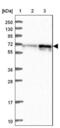 RIC8 Guanine Nucleotide Exchange Factor A antibody, NBP2-47304, Novus Biologicals, Western Blot image 