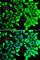 THADA Armadillo Repeat Containing antibody, A7129, ABclonal Technology, Immunofluorescence image 