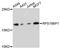 Ribosomal Protein S19 Binding Protein 1 antibody, LS-C748292, Lifespan Biosciences, Western Blot image 