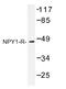 Neuropeptide Y Receptor Y1 antibody, AP01221PU-N, Origene, Western Blot image 