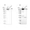 Integrin Subunit Beta 4 antibody, NBP2-38298, Novus Biologicals, Western Blot image 