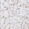 Caprin-1 antibody, NBP1-88195, Novus Biologicals, Immunohistochemistry paraffin image 