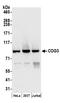 Conserved oligomeric Golgi complex subunit 3 antibody, A304-576A, Bethyl Labs, Western Blot image 