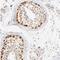 Ankyrin Repeat And SOCS Box Containing 9 antibody, NBP1-85081, Novus Biologicals, Immunohistochemistry frozen image 
