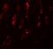 Secernin 1 antibody, A10002, Boster Biological Technology, Immunofluorescence image 