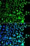 AE Binding Protein 2 antibody, LS-C349117, Lifespan Biosciences, Immunofluorescence image 