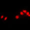 H1 Histone Family Member 0 antibody, LS-C352297, Lifespan Biosciences, Immunofluorescence image 