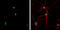 Polypyrimidine Tract Binding Protein 2 antibody, GTX116704, GeneTex, Immunofluorescence image 