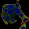 SEC63 Homolog, Protein Translocation Regulator antibody, HPA053295, Atlas Antibodies, Immunofluorescence image 
