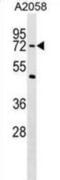 PHD Finger Protein 19 antibody, abx029733, Abbexa, Western Blot image 