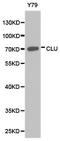 Clusterin antibody, LS-C192738, Lifespan Biosciences, Western Blot image 