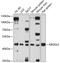 Killer Cell Immunoglobulin Like Receptor, Three Ig Domains And Long Cytoplasmic Tail 2 antibody, 13-440, ProSci, Western Blot image 