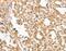 Aprataxin antibody, MBS2520304, MyBioSource, Immunohistochemistry paraffin image 