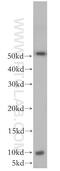  antibody, 18809-1-AP, Proteintech Group, Western Blot image 