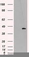 Mitochondrial Translational Release Factor 1 Like antibody, TA501003, Origene, Western Blot image 