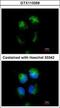 CD99 Molecule (Xg Blood Group) antibody, GTX113359, GeneTex, Immunofluorescence image 