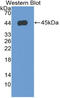 Annexin A1 antibody, LS-C418112, Lifespan Biosciences, Western Blot image 