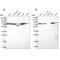 Putative endoplasmin-like protein antibody, NBP2-47598, Novus Biologicals, Western Blot image 