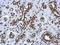 Histone Cluster 4 H4 antibody, NBP2-16848, Novus Biologicals, Immunohistochemistry frozen image 