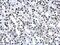 Histone Cluster 4 H4 antibody, MA5-27794, Invitrogen Antibodies, Immunohistochemistry paraffin image 
