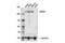 AT-Rich Interaction Domain 2 antibody, 82342S, Cell Signaling Technology, Western Blot image 