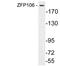 Zinc Finger Protein 106 antibody, LS-C200056, Lifespan Biosciences, Western Blot image 