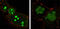Nucleophosmin 1 antibody, MBS830822, MyBioSource, Immunofluorescence image 