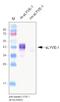 Lymphatic Vessel Endothelial Hyaluronan Receptor 1 antibody, NB600-1005, Novus Biologicals, Western Blot image 