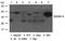 Insulin Like Growth Factor Binding Protein 3 antibody, 79-770, ProSci, Western Blot image 