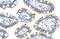 Splicing Factor 3b Subunit 4 antibody, 29-358, ProSci, Western Blot image 