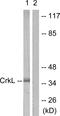 CRK Like Proto-Oncogene, Adaptor Protein antibody, LS-C117560, Lifespan Biosciences, Western Blot image 