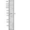 Caspase 5 antibody, abx148929, Abbexa, Western Blot image 