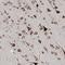 Endoplasmic Reticulum Lectin 1 antibody, NBP1-86801, Novus Biologicals, Immunohistochemistry frozen image 