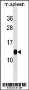 Prefoldin Subunit 1 antibody, 59-165, ProSci, Western Blot image 