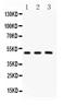 GATA Binding Protein 3 antibody, LS-C344051, Lifespan Biosciences, Western Blot image 