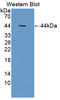 Calpain 10 antibody, LS-C373060, Lifespan Biosciences, Western Blot image 