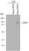 Testis-expressed sequence 11 protein antibody, AF5627, R&D Systems, Western Blot image 