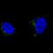 Tyrosinase Related Protein 1 antibody, NBP2-61147, Novus Biologicals, Immunocytochemistry image 