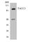 Transforming Acidic Coiled-Coil Containing Protein 3 antibody, LS-C200743, Lifespan Biosciences, Western Blot image 