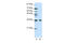 Fibrillarin antibody, 29-273, ProSci, Western Blot image 