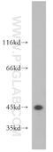 Cyclin I Family Member 2 antibody, 18822-1-AP, Proteintech Group, Western Blot image 