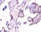 Exostosin Like Glycosyltransferase 3 antibody, LS-C211560, Lifespan Biosciences, Immunohistochemistry paraffin image 
