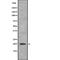 Anterior Gradient 2, Protein Disulphide Isomerase Family Member antibody, abx148055, Abbexa, Western Blot image 