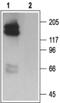 Potassium Voltage-Gated Channel Subfamily H Member 2 antibody, PA5-77582, Invitrogen Antibodies, Western Blot image 