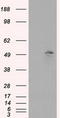 MTOR Associated Protein, Eak-7 Homolog antibody, TA500962, Origene, Western Blot image 